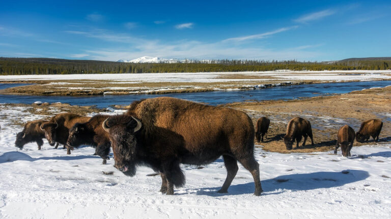 Rajya Sabha zatwierdza ustawę zmieniającą ochronę dzikiej przyrody