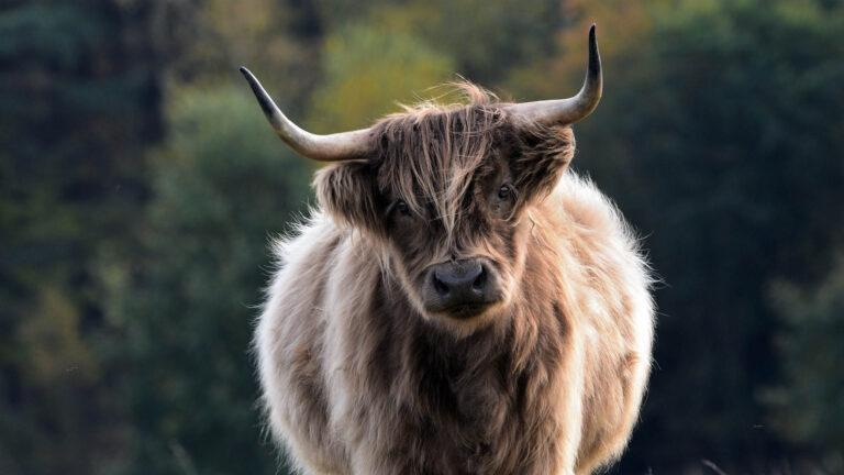 Jak „Jallikattu” jest niezbędny do zachowania rodzimej rasy byków? SC pyta Tamil Nadu