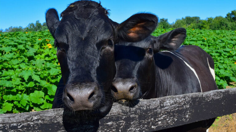 Nietypowe zalecenia Indyjskiego rządu na Walentynki