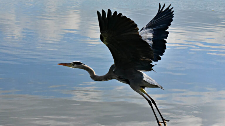 Sezon na obserwacje ptaków rozpoczęty!