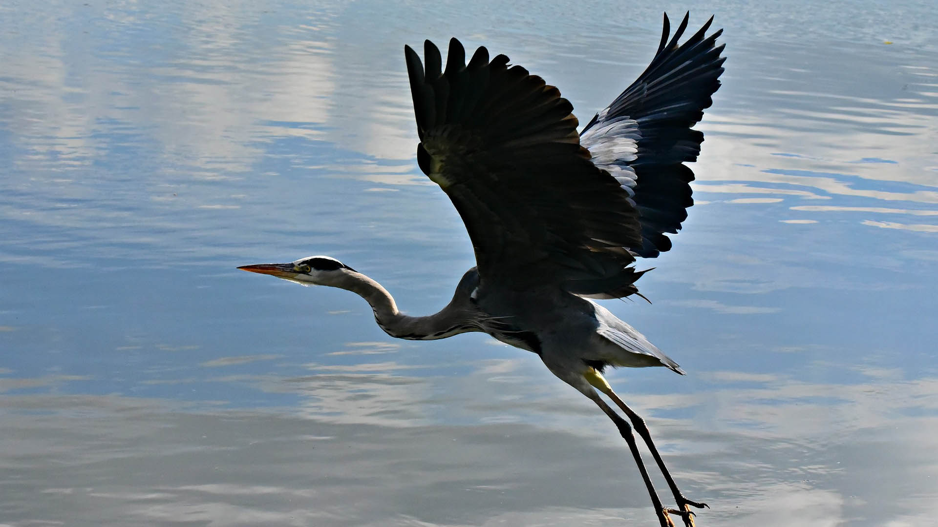 Sezon na obserwacje ptaków rozpoczęty!