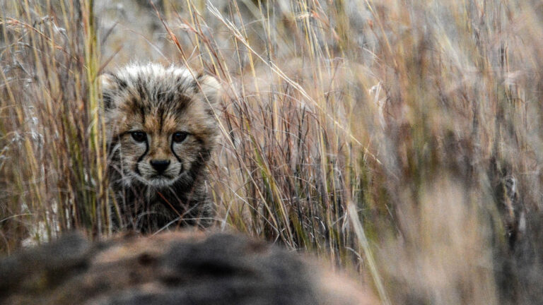 Afrykańkie gepardy docierają do Indii!