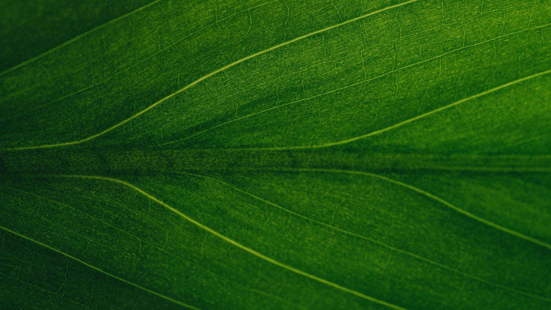 Goa planuje przejście na energię odnawialną